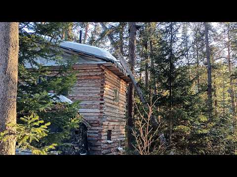 The tree is shaking the hut! It needs to be removed immediately.