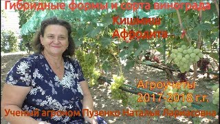 Кишмиш Афродита- виноград болгарской селекции (Пузенко Наталья Лариасовна)