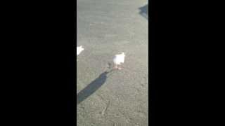 Welsh dancing seagull