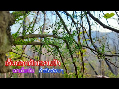 เจอผักหวานป่าต้นใหญ่มาก!!แตกย สะออน..ผักหวานป่าพุ่มเตี้ย แตกยอดเป็นพุ่มๆยอดอ่อนๆงามมากหมานอีกแล้ว!!