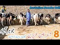 8 Australian Cows and Fraesian Bull for sale in Joharabad | Haq Nawaz farming