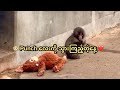 🐵 Punch လေးကို သွားကြည့်တဲ့နေ့ ❤️ The day we met Punch 🐵