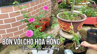 Vôi bột và Nước vôi trong rất cần thiết Hoa Hồng vào mùa hè