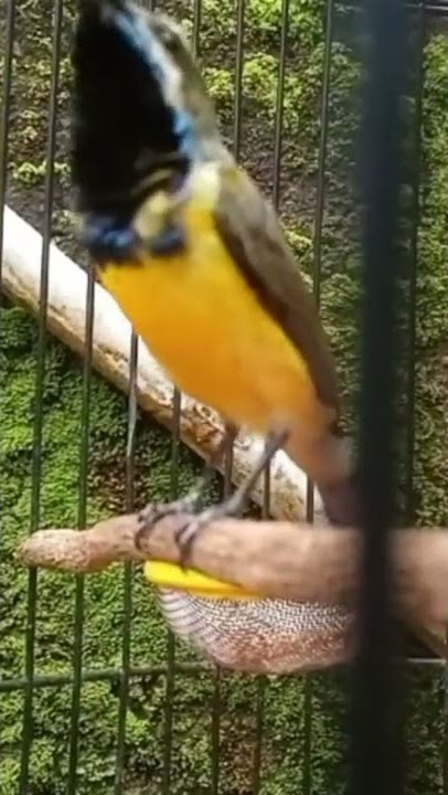 Sogok ontong sulawesi materi rambatan doraemon