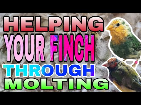 Molting u0026 how to help your Finch get through it
