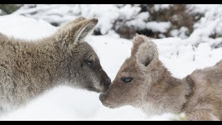 Will Robotic Wallaby Find Love In A Cold Climate? Will Robotic Wallaby Find Love In A Cold Climate?