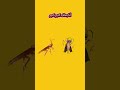 ويلي ويلي من الصراصير أنا بخاف كتير كتير ويلي ويلي من الصراصير أنا بخاف كتير كتير