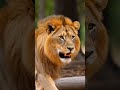 World national animals..#national #animals #worldnationalanimals