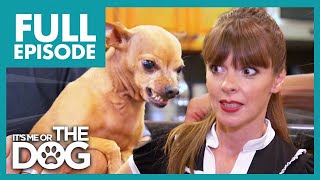 Feisty Chihuahua is Constantly in AttackMode! | Full Episode | It's Me or The Dog