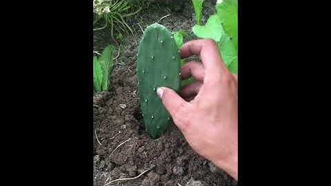 Hướng Dẫn Cách Trồng Xương Rồng Tai Thỏ