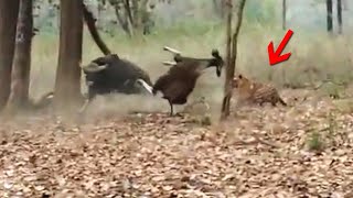 When Animals Go On A Rampage And Got Caught On Camera