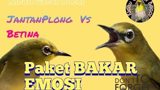 DUEL MAUT PLECI GACOR PLONG VS BETINA LENJEH BIKIN BAKAR EMOSI PAKET KOMPLIT