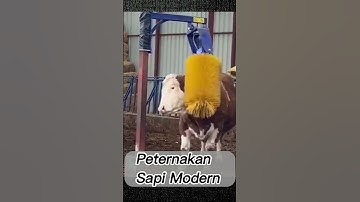 Peternakan Sapi Modern Dengan Fasilitas Pijat #peternakan #sapi #trending #short