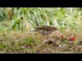 野鳥トラツグミのフラダンス演舞！