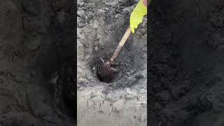 How To Dig For Horseneck Gaper Clams #shorts #mien #trending  #thailand #howto #clam #lowtide #tips screenshot 3