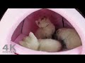 Cute Kittens Play in Bed - 4K footage