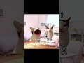 愛は最高の奉仕だ。みじんも、自分の満足を思ってはいけない。 #猫ミーム