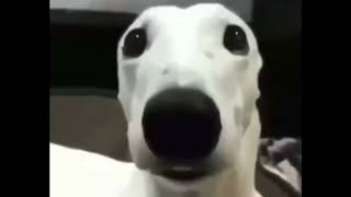 scared shivering dog earrape