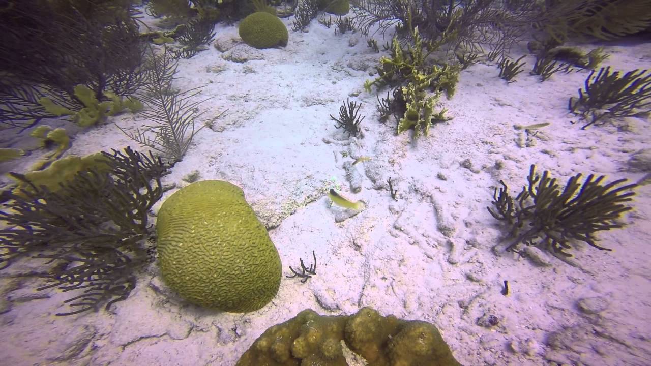 Just like a cat, fish chase the dot from a laser beam.