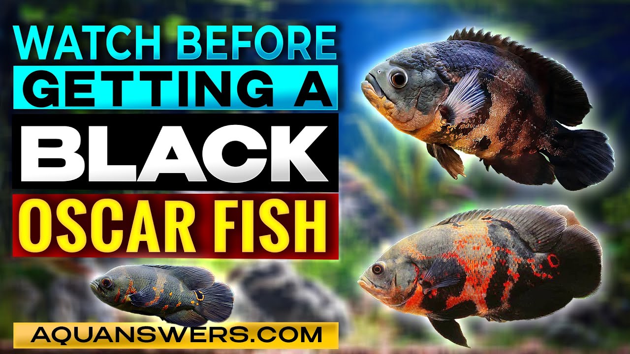 Curated visual reference: Picture Idea: Black Oscar Fish Care Guide Behavior And Aquarium Setup Tips