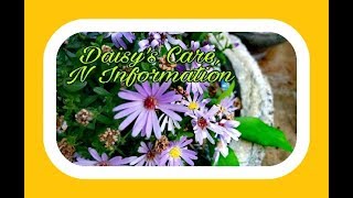 BLUE DAISY CARE N INFORMATION IN HINDI..