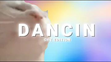 DANCIN - CAT EDITION