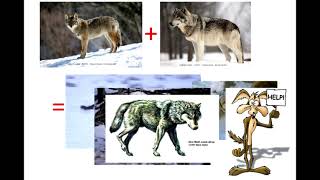 The End of the Ice Age: Ecology, Functional Morphology, and Megafaunal Response to a Changing World