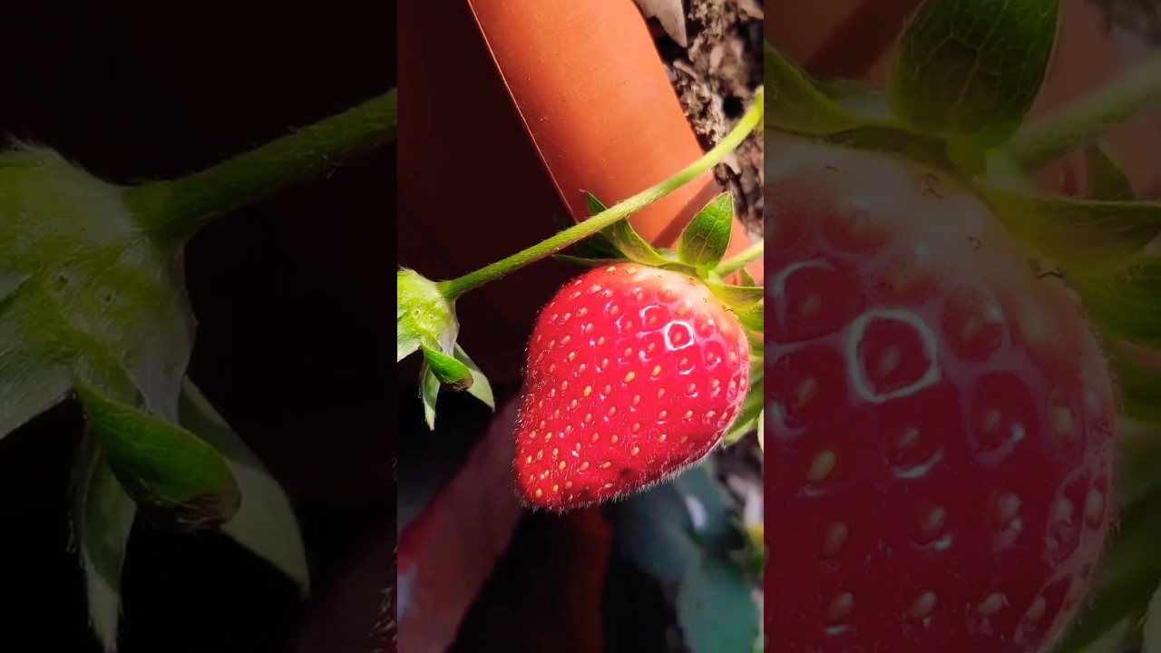 Close-Up of Strawberry Plant Growth: From Blossom to Ripe Fruit