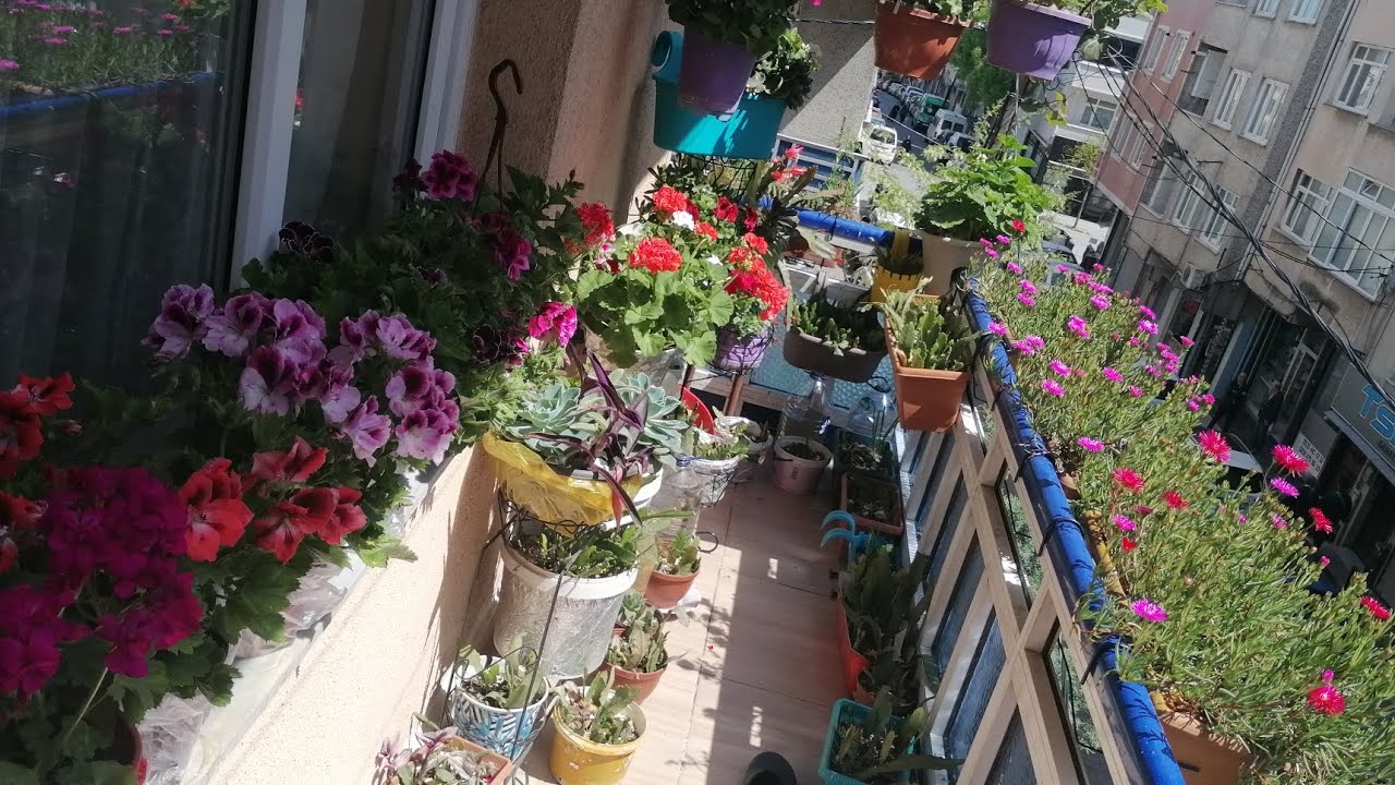 balkonda şenlik 😍 ÇİÇEKLERİM  coştu çiçek coşturan TARİFLER acem halısı açtı sardunya atlas çiçeği