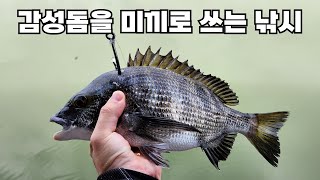 팔팔한 감시를 미끼로 미친 손맛을 보는 낚시!