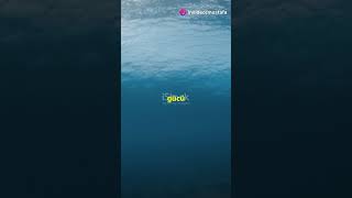 30 Saniyede Denizde Neden Dalgalar Olur.