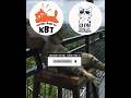 Gapapa sendirian tanpa kalian || Kucing Lucu Paling Ngakak Part 1856 || #funny #shorts #fyp