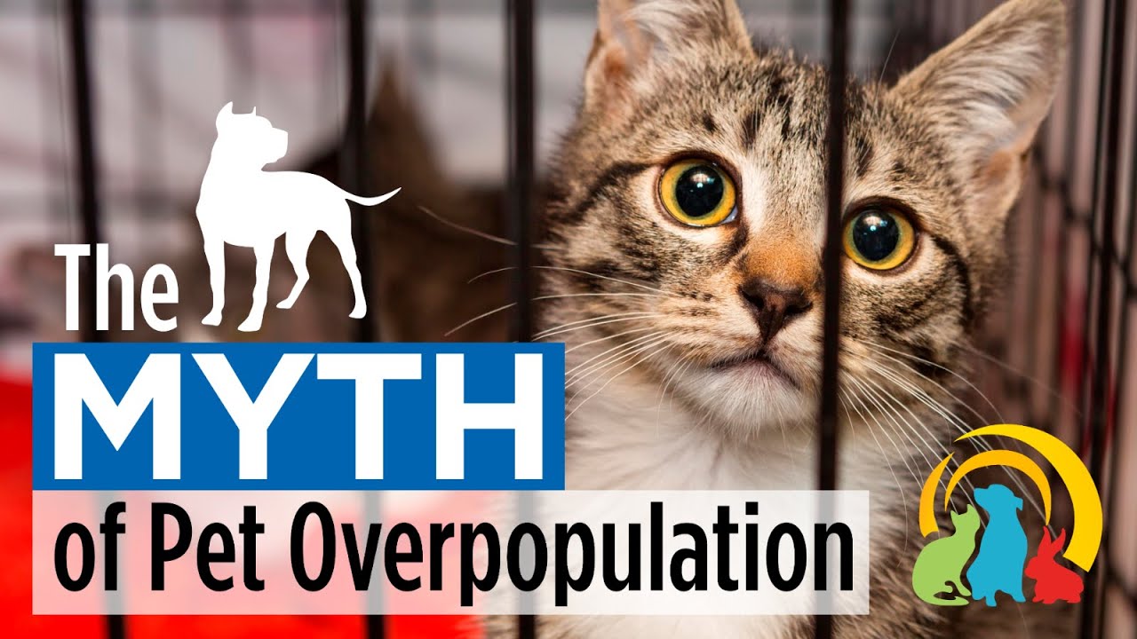 The Myth of Pet Overpopulation