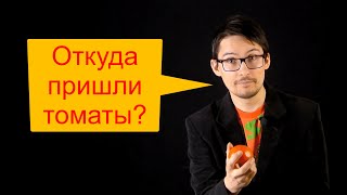 Откуда пришли томаты?