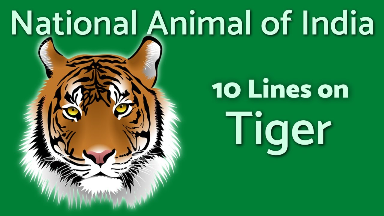 National Animal of India - 10 Lines on The Tiger | TeachMeYT - YouTube