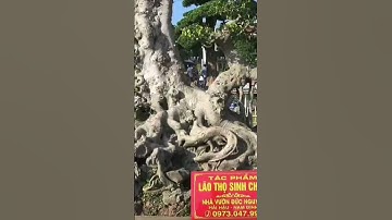 TRIỂN LÃM CÂY CẢNH SIÊU CẤP TẠI BẮC NINH 2023 phần 6