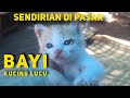 KETEMU BAYI KUCING LUCU INI DI PASAR