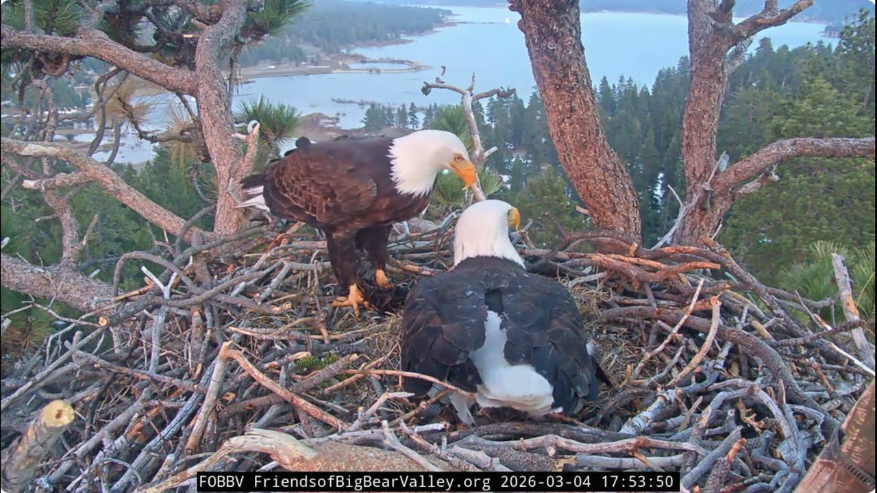 Jackie and Shadow, afternoon and evening of March 4th 2026 @FOBBVCAM