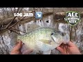 CRAPPIE Fishing From The Bank 🪵| You Won’t Believe The Size of These CRAPPIE 💥 | Creek CRAPPIE‼️