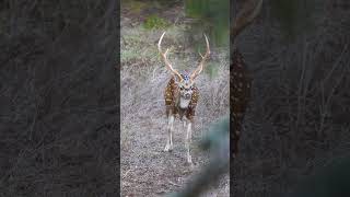 texas free range axis buck #bowhunting #axisdeer #mathewslift