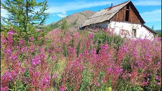 НА ЯБЛОНЕВЫЙ ЗА ДИКОЙ МАЛИНОЙ МАГАДАНСКАЯ ОБЛАСТЬ