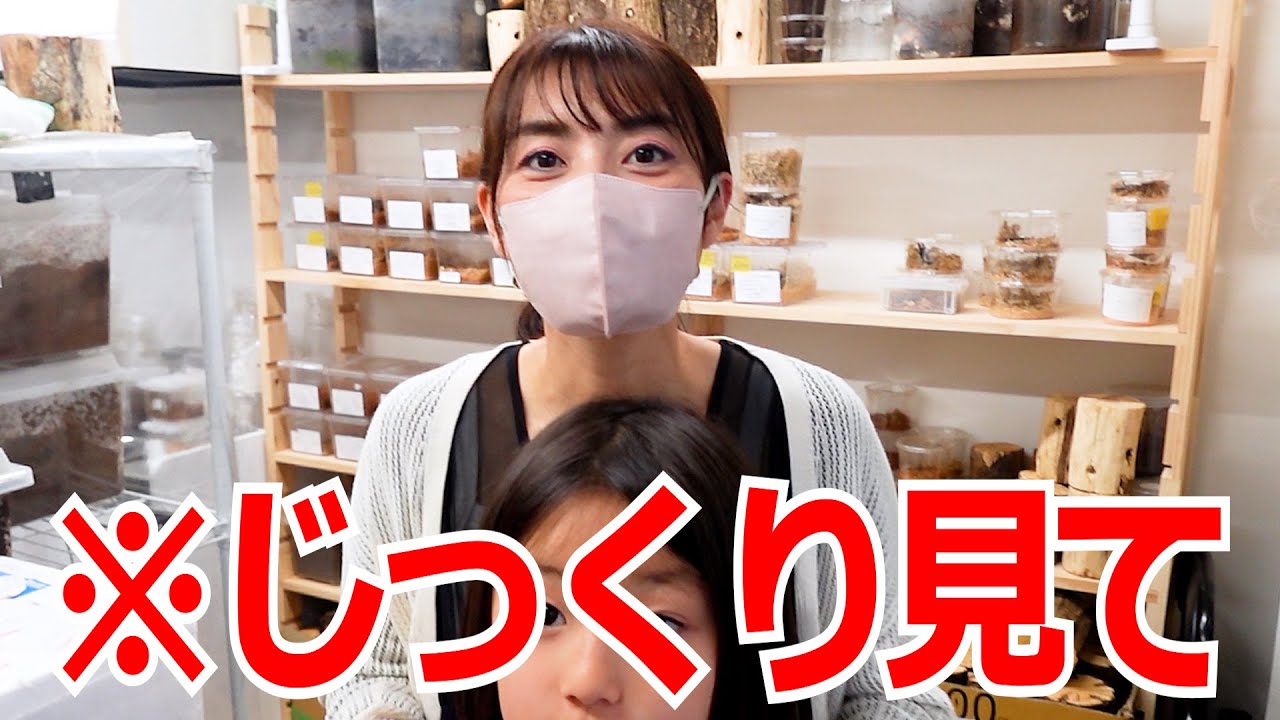 じっくり見てほしい！久しぶりに訪れた昆虫ショップがすごかった！！／クワガタ＆カブトムシ／神奈川県川崎市