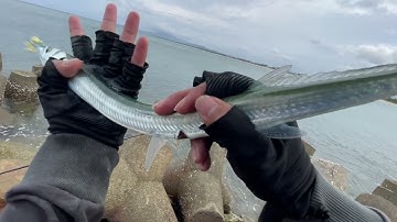 Một ngày câu cá nhái cá xương xanh đầy hấp dẫn ở bờ kè biển | needlefish fishing