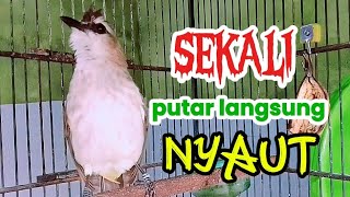 TRUCUKAN OMBYOKAN TRUCUK BAHAN PAUT BISU AGAR BUNYI GACOR PUTARKAN PANCINGAN INI PASTI BUNYI GACOR