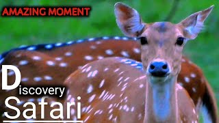 4k jungle safaris | animal cams | live animal video relaxing birds sound | wild animal