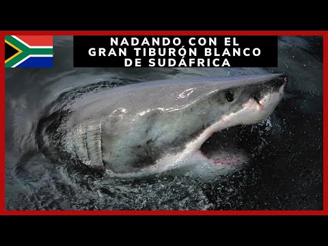 NADANDO CON EL GRAN TIBURÓN BLANCO DE SUDÁFRICA 🇿🇦🦈 //  GANSBAAI WHITE SHARK PROJECTS