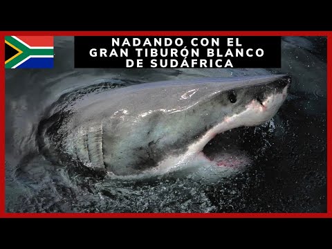 Video: Gansbaai, Sudáfrica: la guía completa