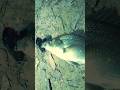 Australian bass crunches cicada imitation lure at night