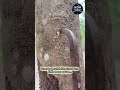 La foresta dove gli alberi sembrano sanguinare 😳