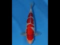 アリタ錦鯉 プレミアムセレクション 銀鱗紅白NO.431